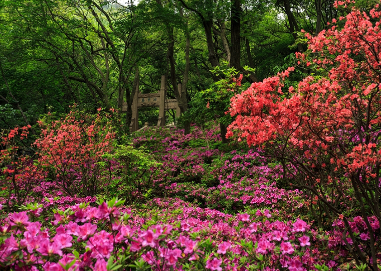 第二十一届无锡市花——杜鹃花节